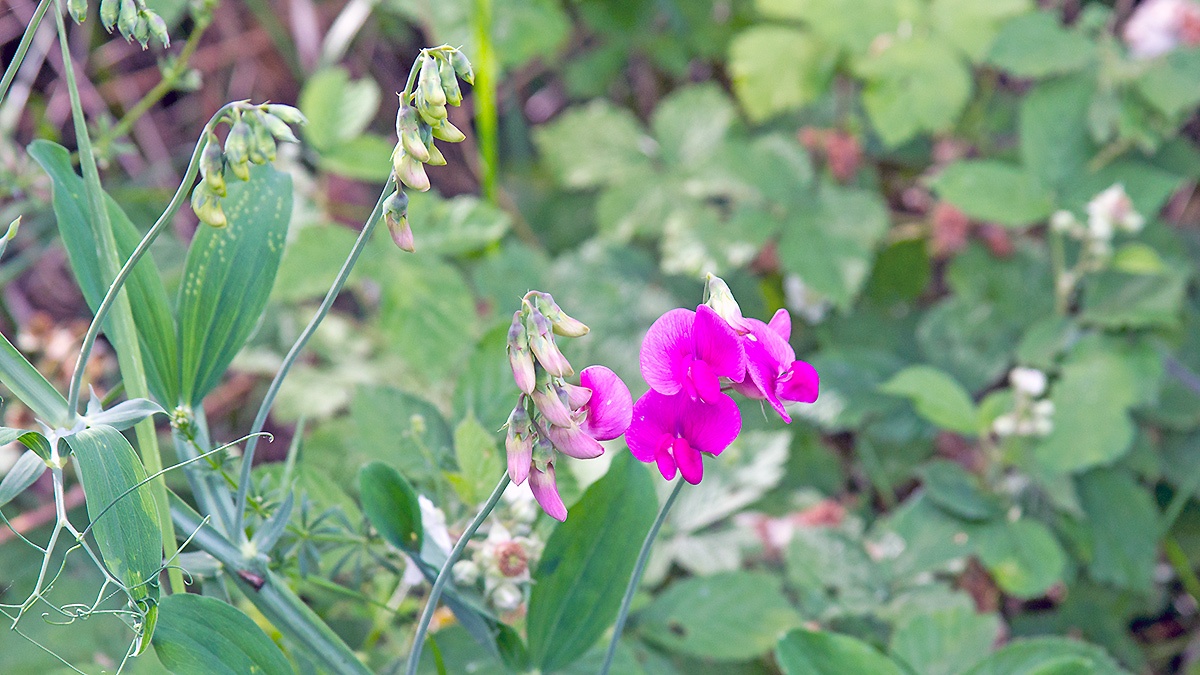 Broad-leaved Everlasting Pea [Lathyrus latifolius]