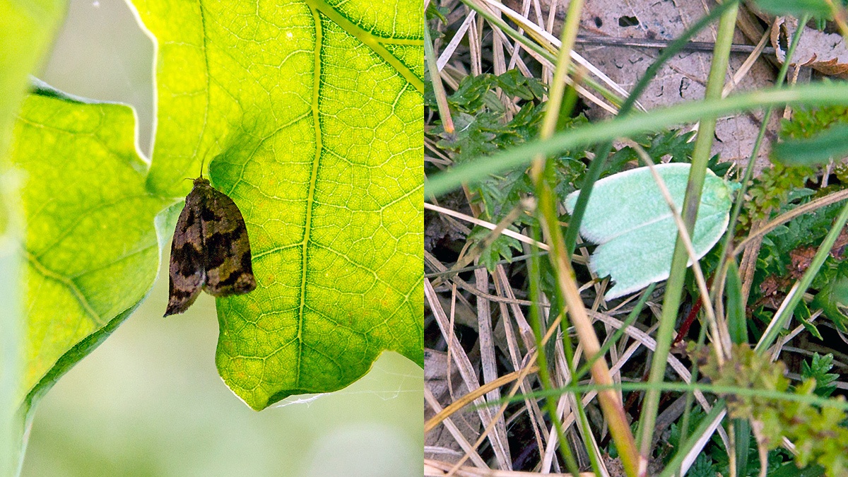 2 Tortrix moths