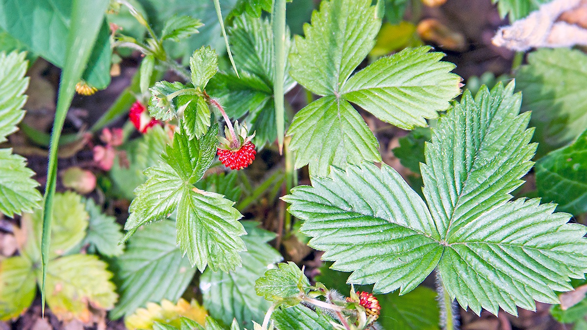 Wild Strawberry [Fragaria vesca]