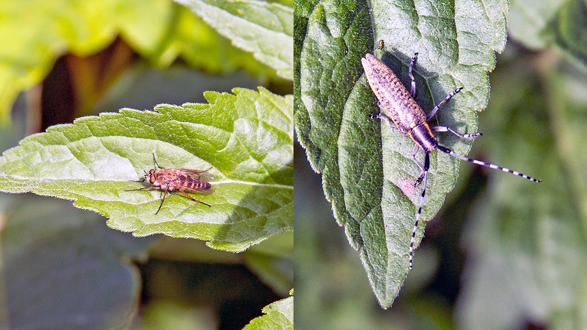 Common Stiletto Fly [Thereva nobilitata] and Golden-bloomed Grey Longhorn [Agapanthia villosoviridescens]