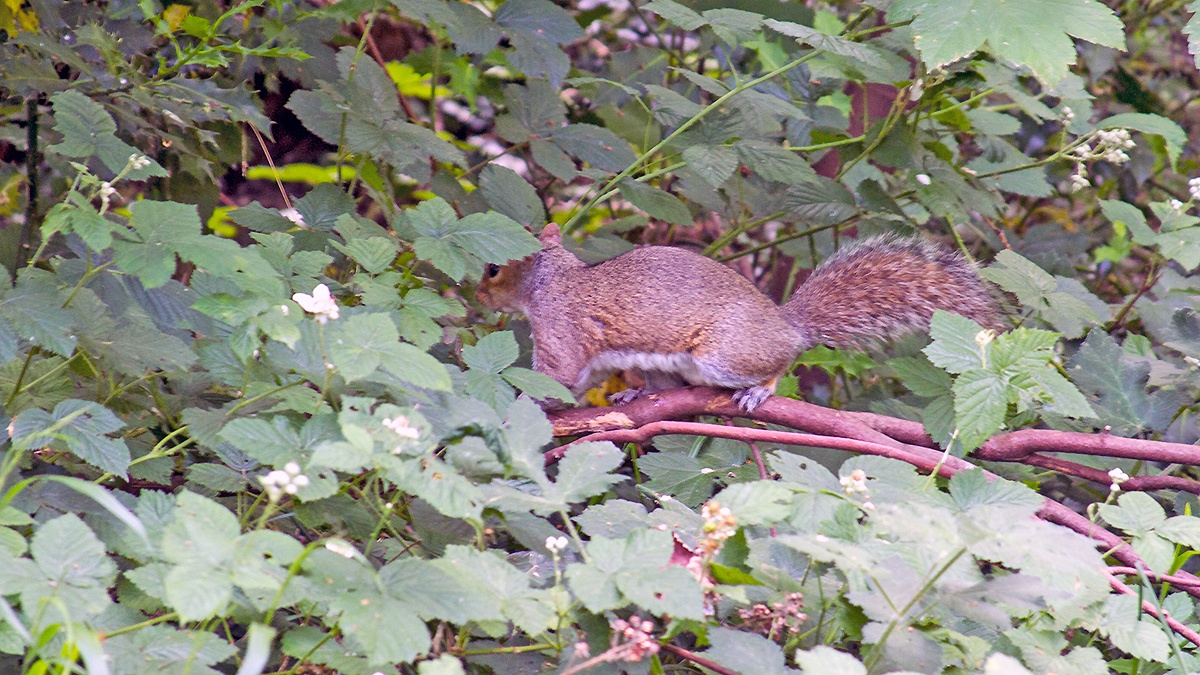 Grey Squirrel [Sciurus carolinensis]