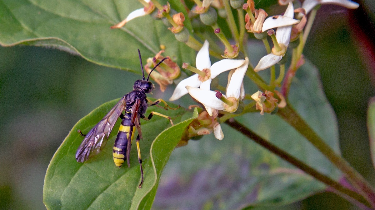 Wayward Sawfly [Tenthredo temula]