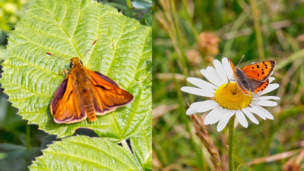 2 butterflies