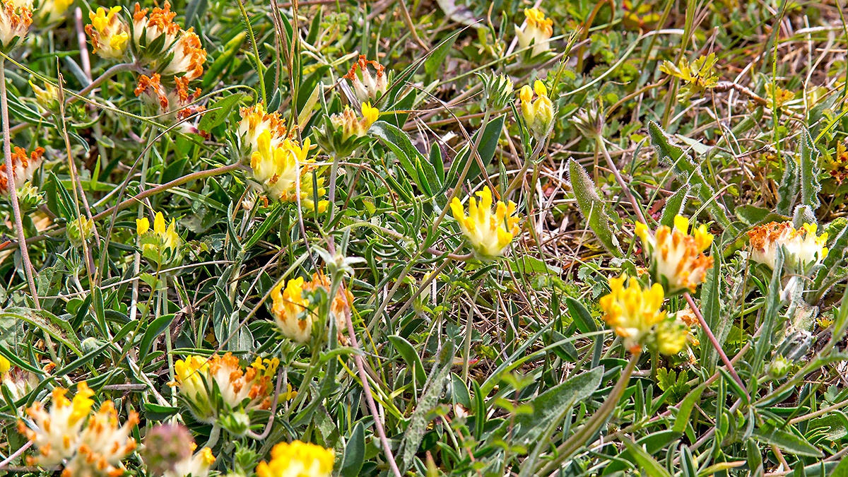 Kidney Vetch [Anthyllis vulneraria]