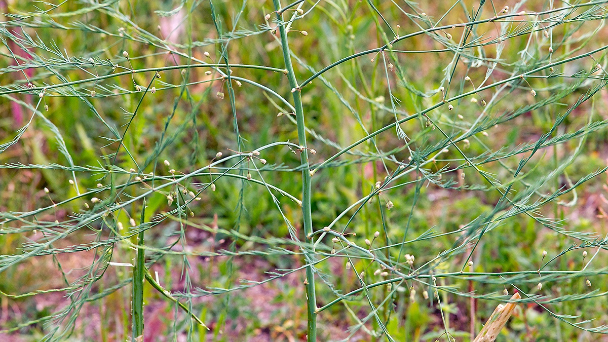 Garden Asparagus [Asparagus officinalis]