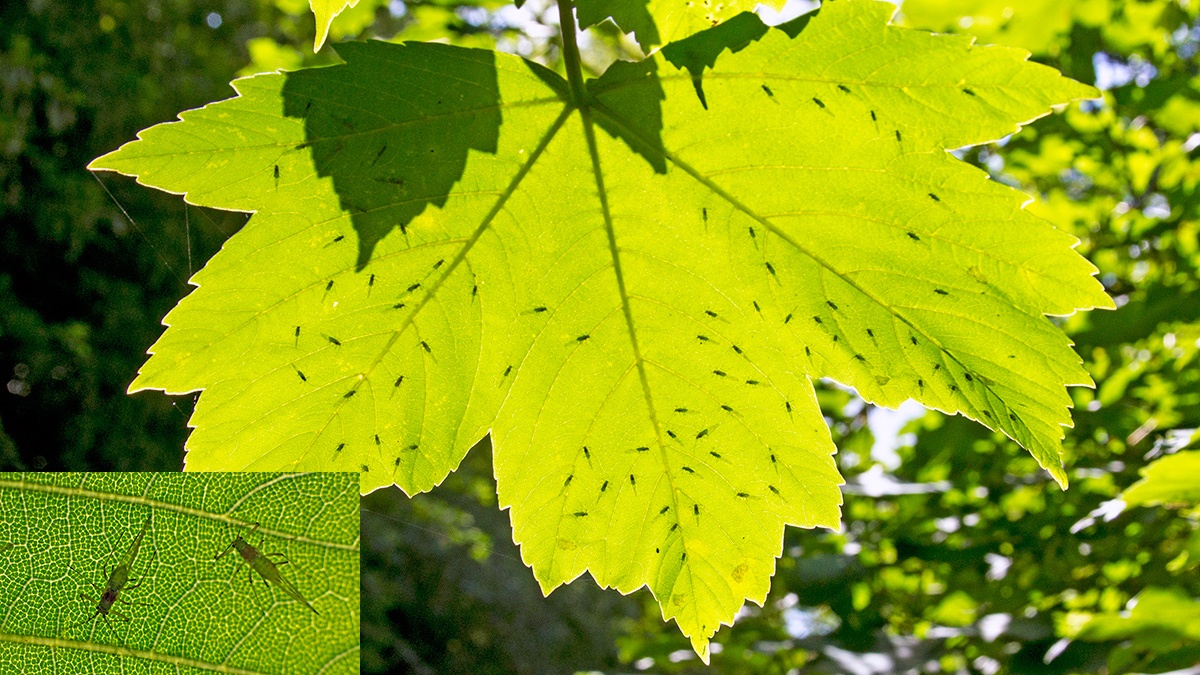 Common Sycamore Aphid [Drepanosiphum platanoidis]