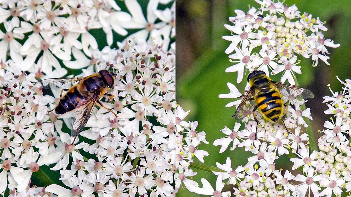 2 hoverflies on Common Hogweed