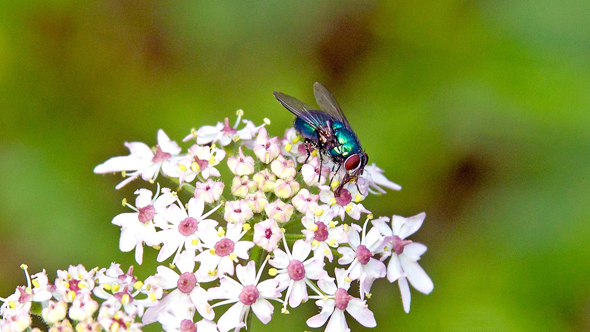 Common Greenbottle [Lucilia sericata]
