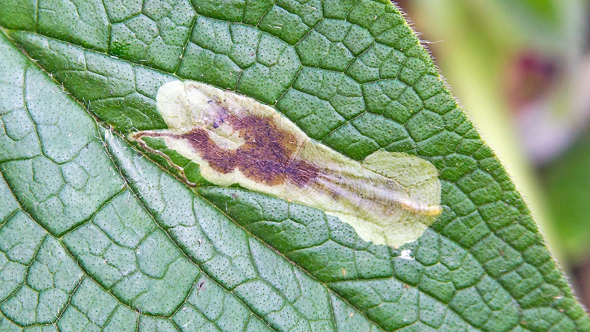 leaf-miner fly [Agromyza myosotidis]