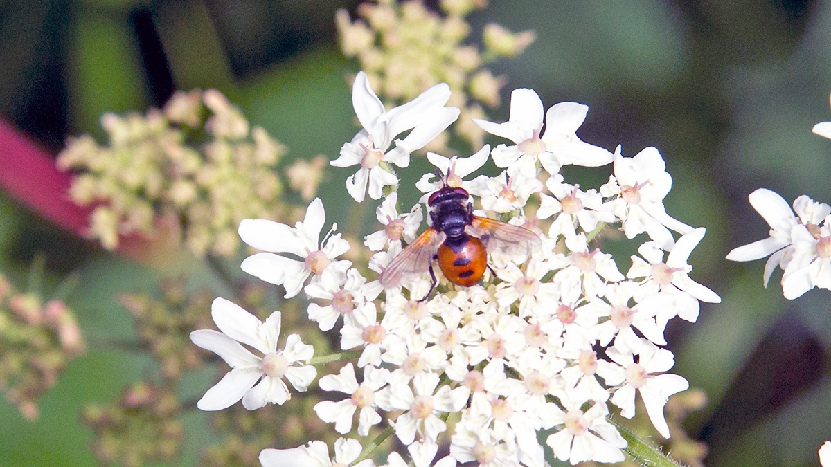 Ladybird Fly [Gymnosoma rotundatum]