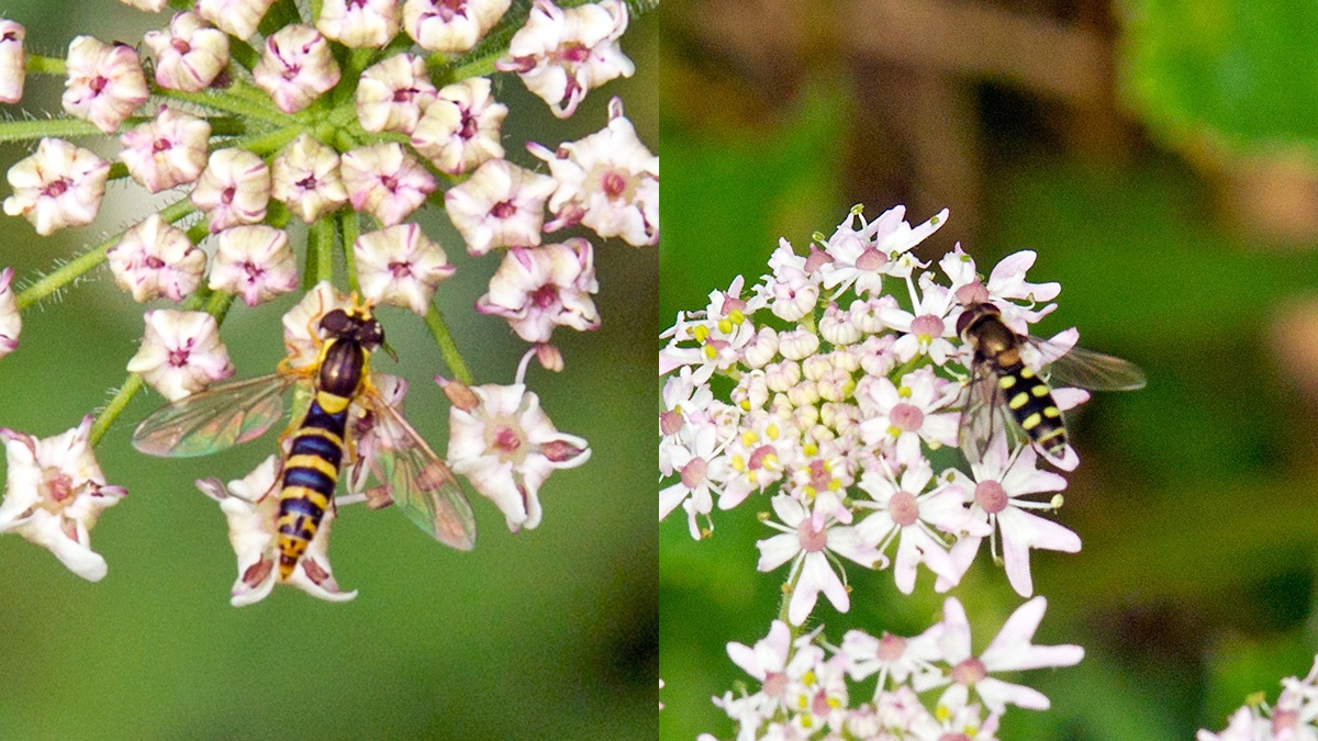 2 hoverflies on Common Hogweed