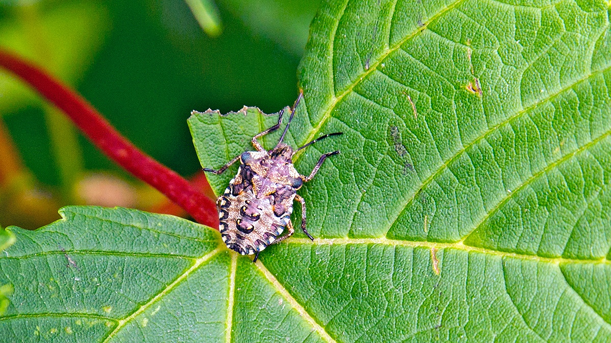 Forest Bug [Pentatoma rufipes]
