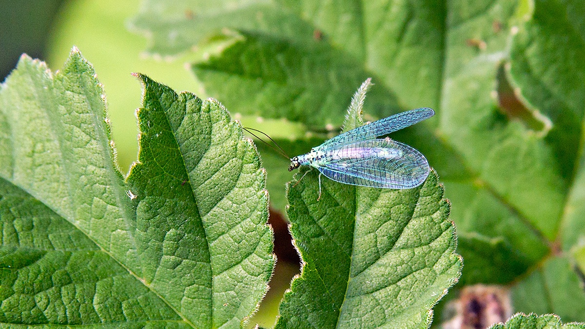 Pearly Green Lacewing [Chrysopa perla]