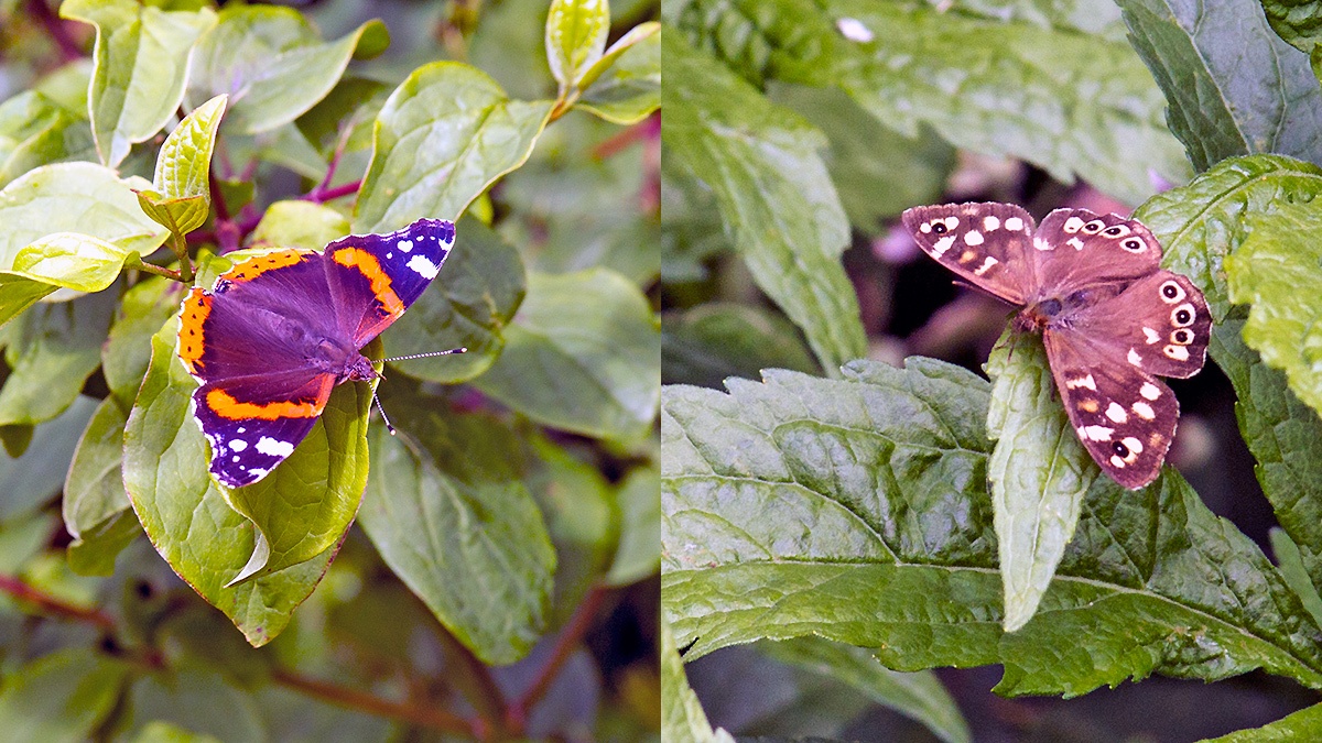 2 Nymphalid butterflies