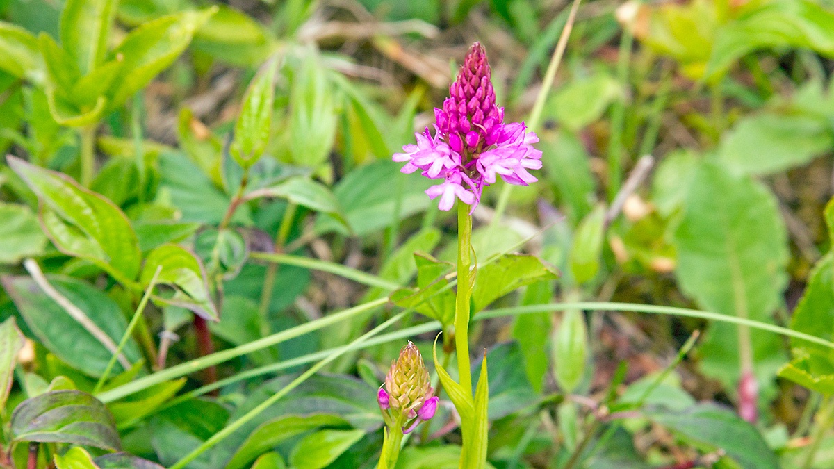 Pyramid Orchid [Anacamptis pyramidalis]