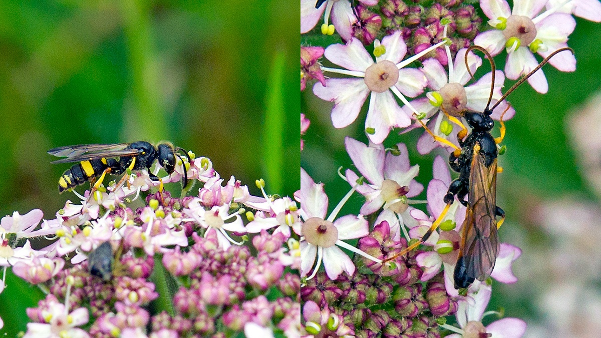2 wasps on Common Hogweed
