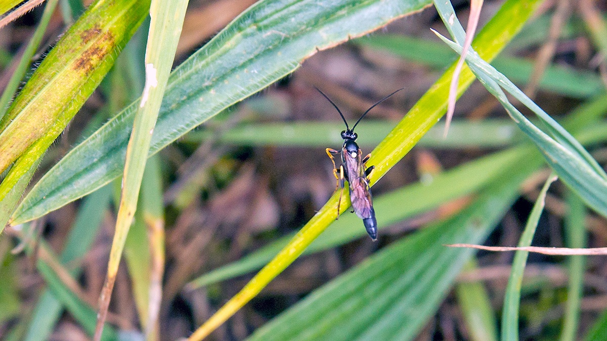 ichneumonid wasp [Ichneumon suspiciosus?]