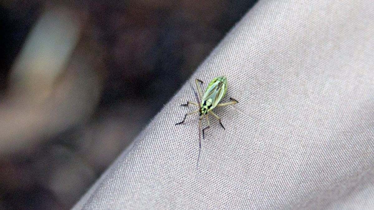 Meadow Plant Bug [Leptopterna dolabrata]