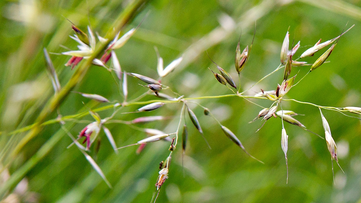 False Oat Grass [Arrhenatherum elatius]