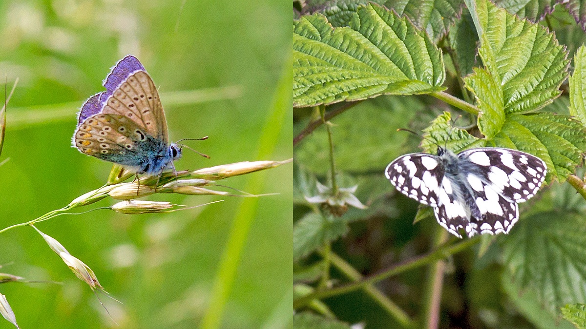 2 butterflies
