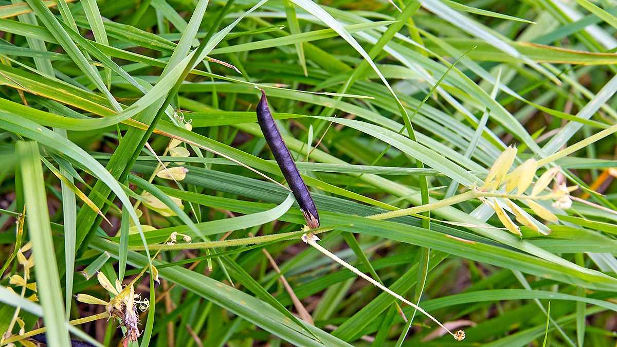 Common Vetch [Vicia sativa]