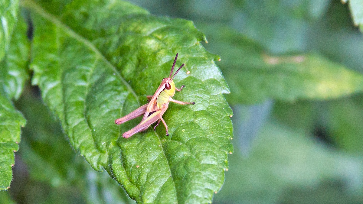 Meadow Grasshopper [Pseudochorthippus parallelus]