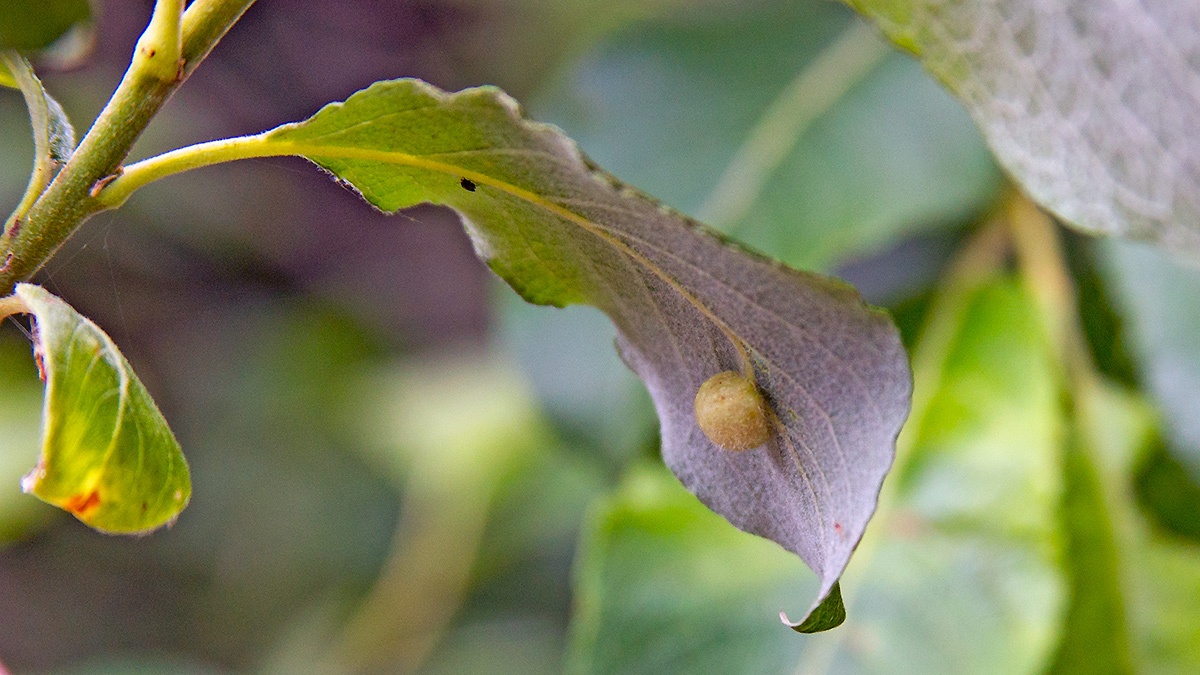 Willow Gall Sawfly [Euura pedunculi]