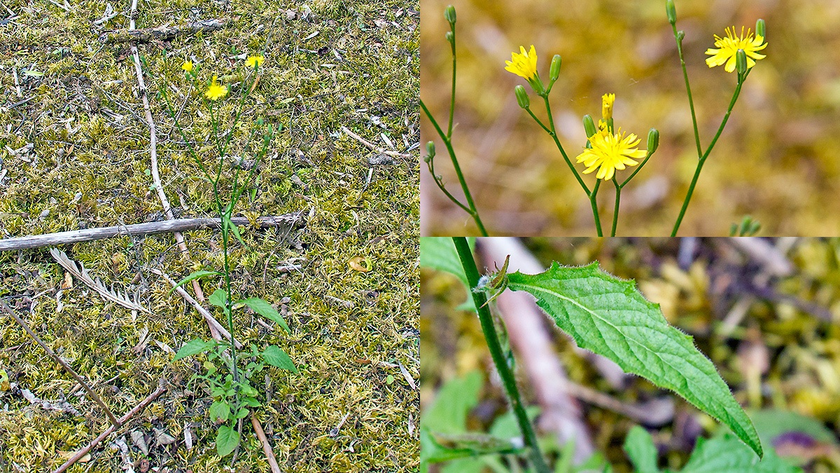 Nipplewort [Lapsana communis]