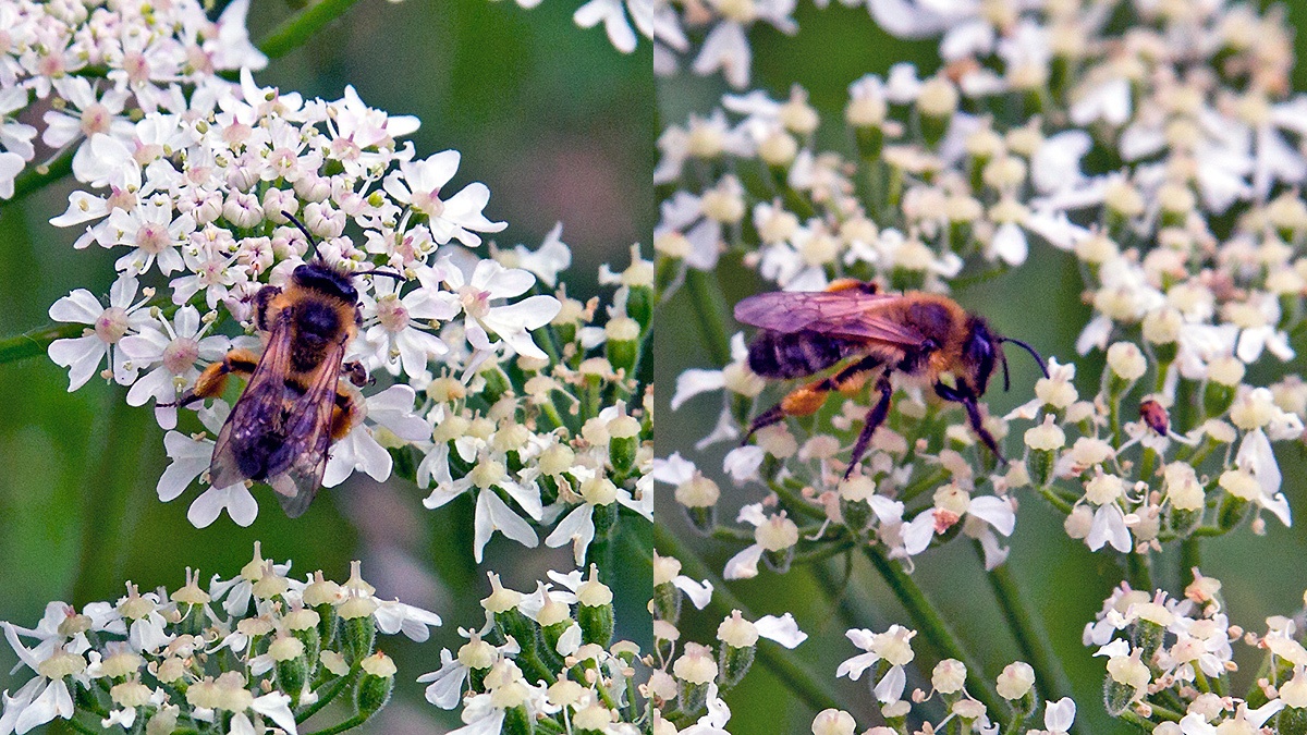 Buffish Mining Bee [Andrena nigroaenea]