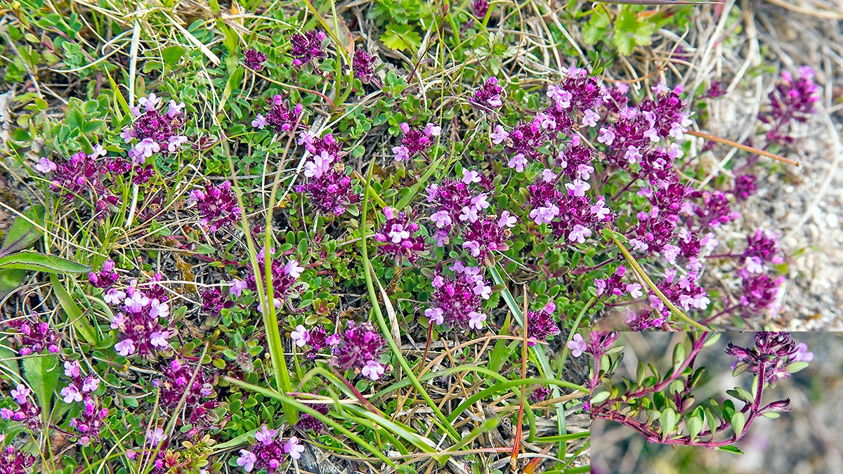 Broad-leaved Thyme [Thymus pulegioides]