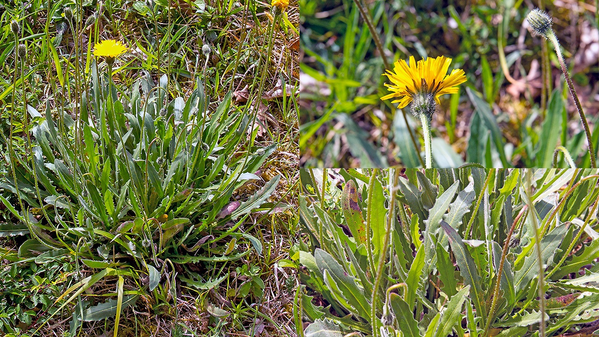 Rough Hawkbit [Leontodon hispidus]