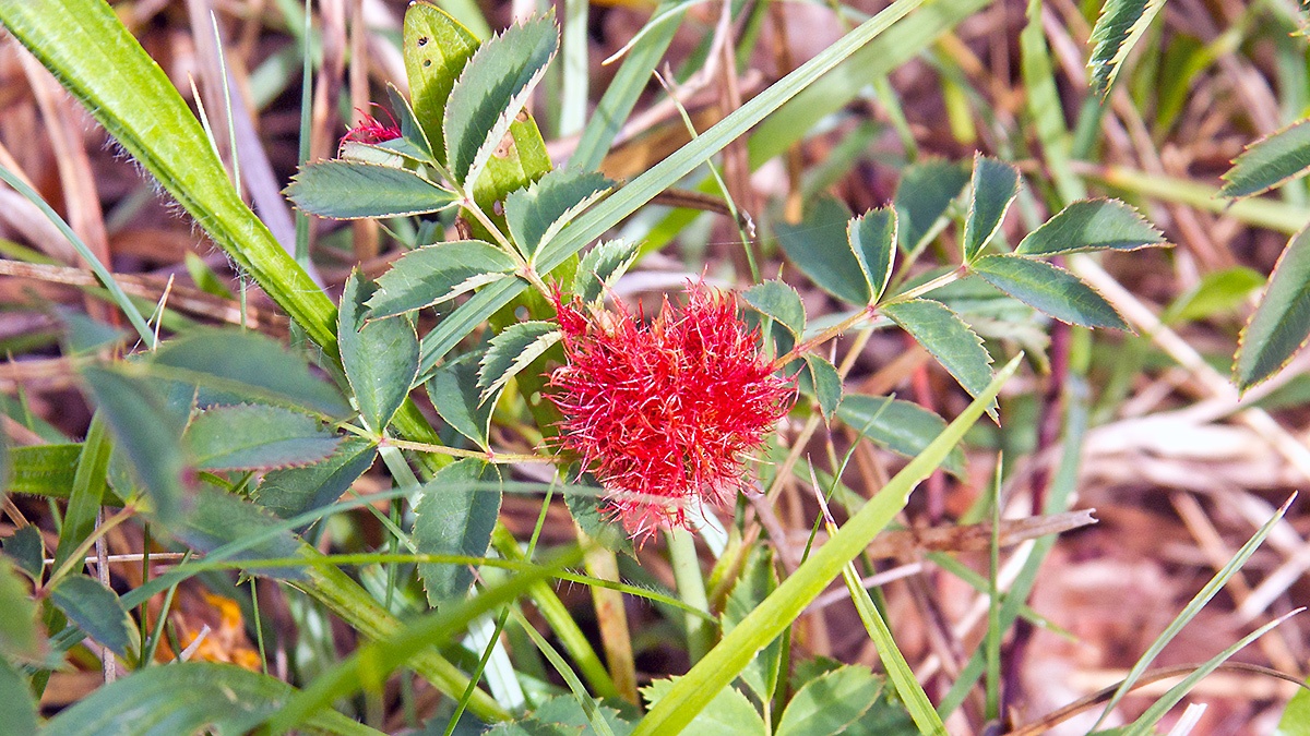 Bedeguar Gall Wasp [Diplolepis rosae]