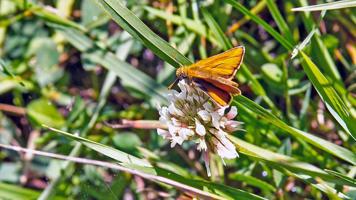 Small Skipper [Thymelicus sylvestris]