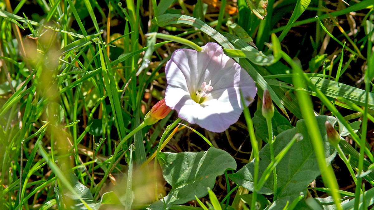Field Bindweed [Convolvulus arvensis]