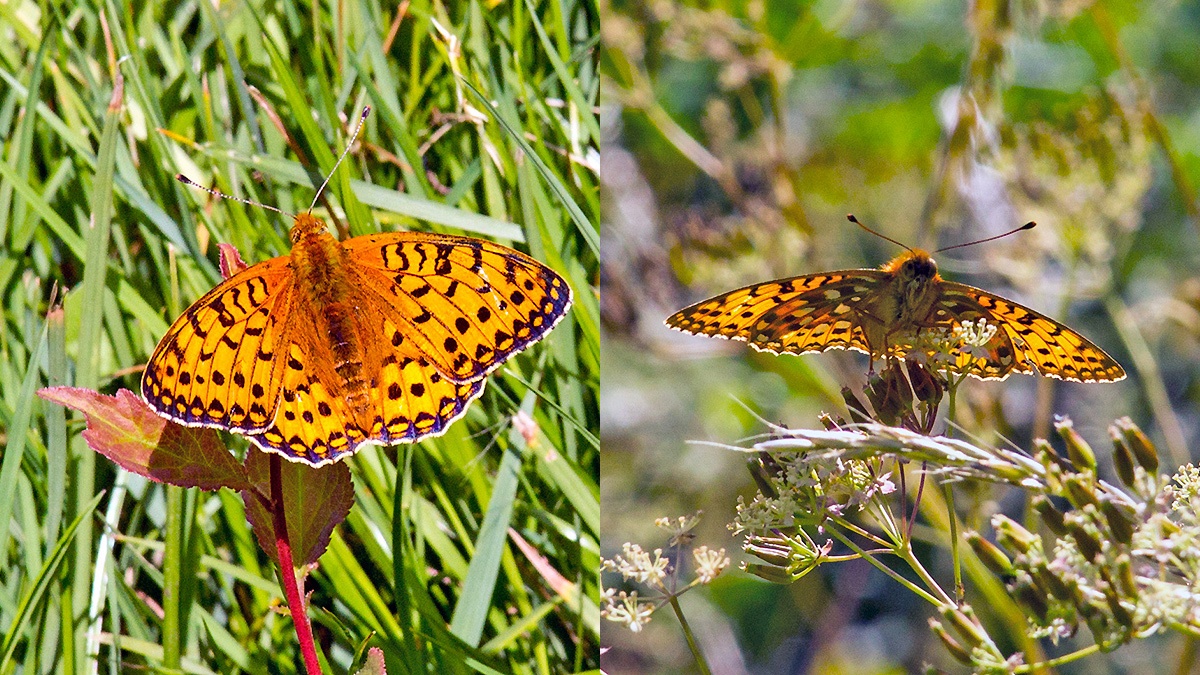 Dark Green Fritillary [Speyeria aglaja]