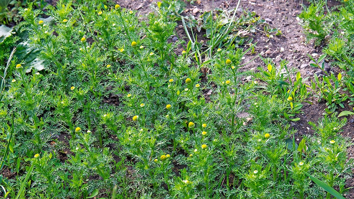 Pineappleweed [Matricaria discoidea]
