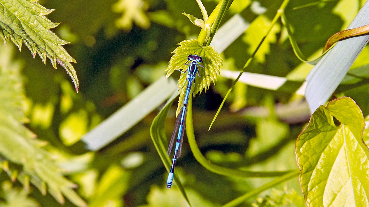 Azure Damselfly [Coenagrion puella]