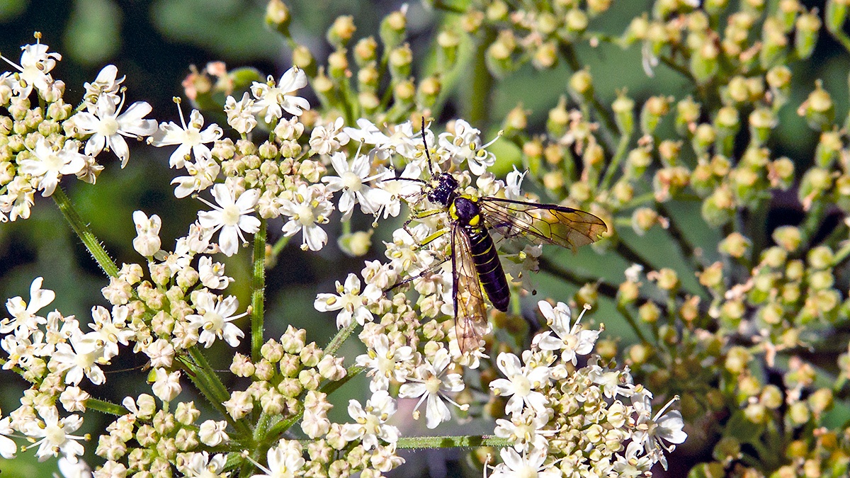 Common Green Tenthredo [Tenthredo mesomela]