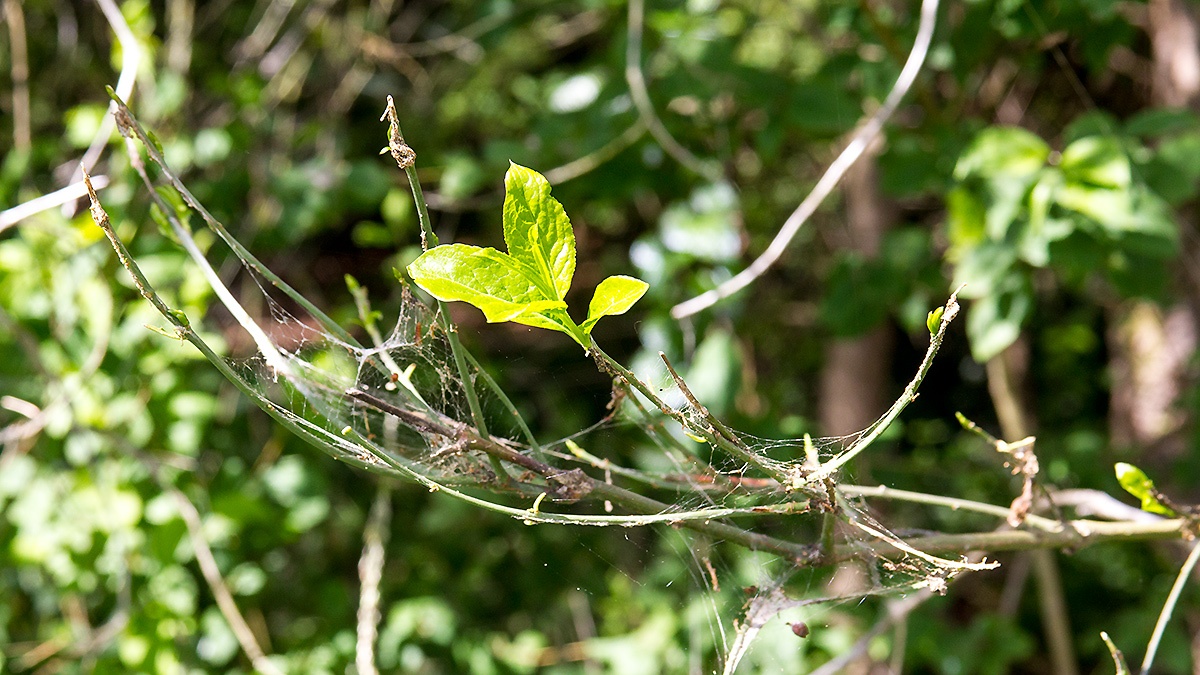 Spindle [Euonymus europaeus]