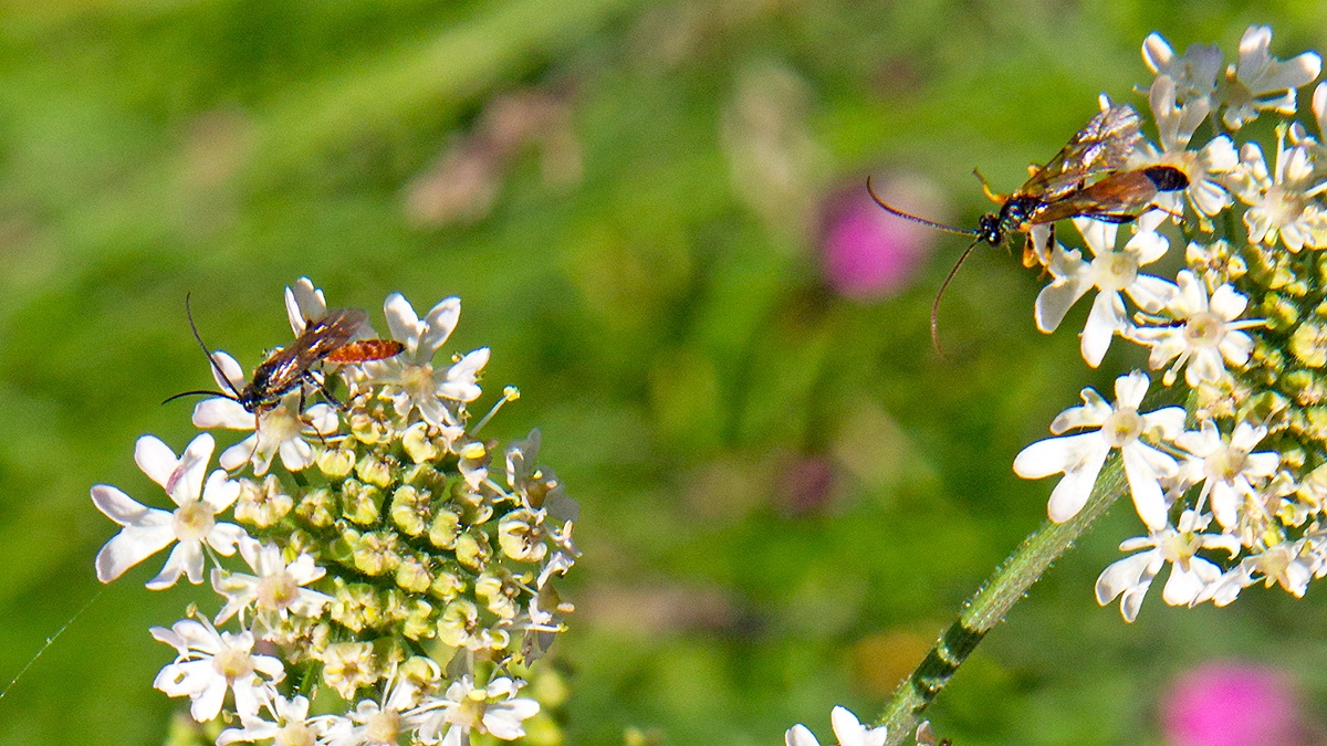 ichneumon wasp [Alomya debellator?]