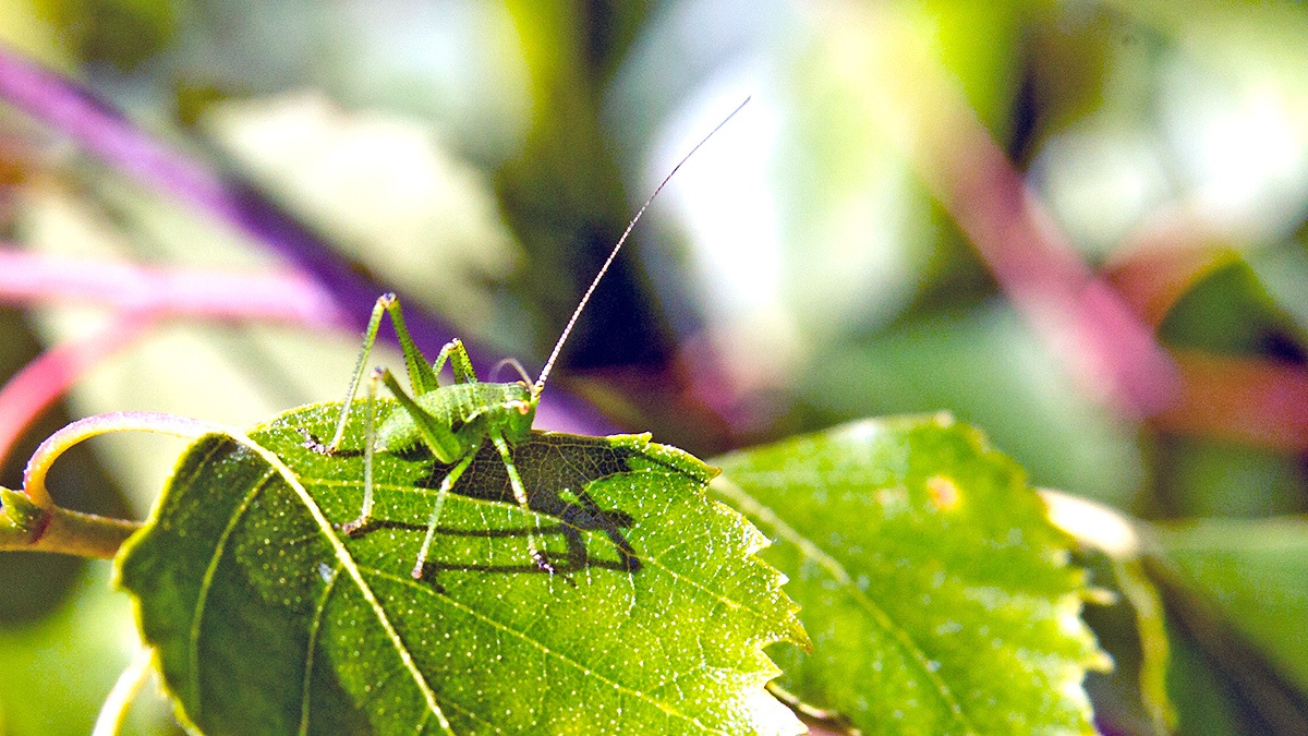 Speckled Bush-Cricket [Leptophyes punctatissima]