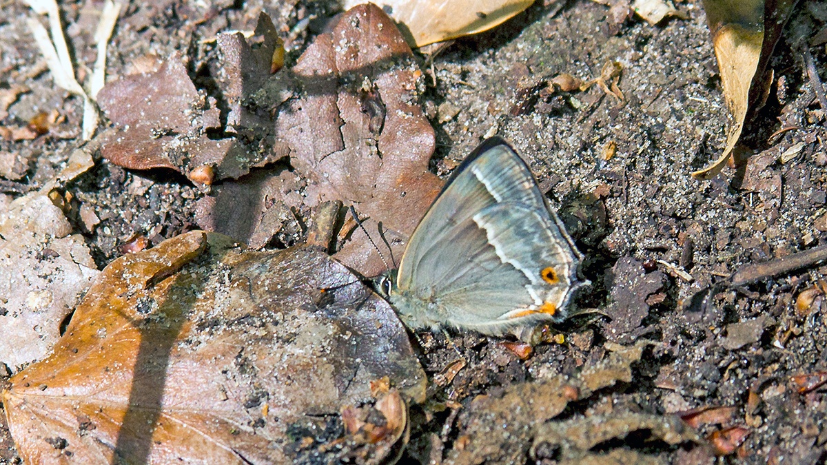 Purple Hairstreak [Favonius quercus]