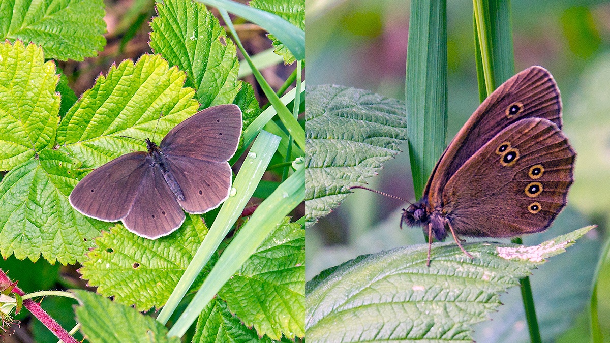 Ringlet [Aphantopus hyperantus]