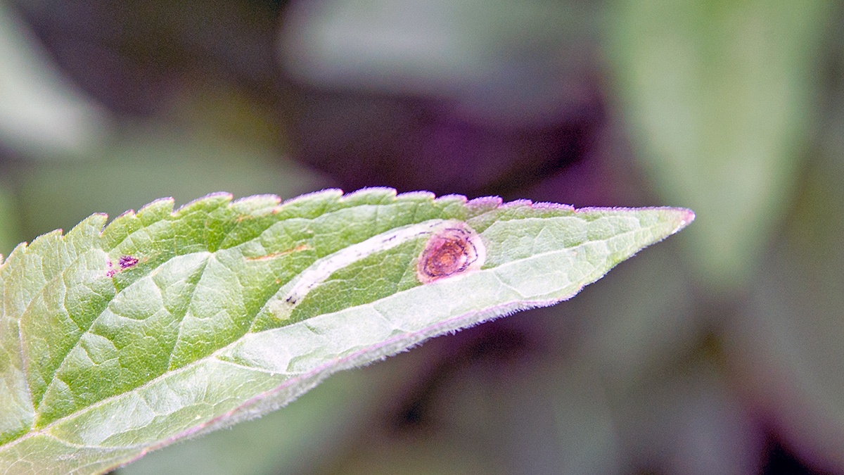 leaf-miner fly [Liriomyza eupatorii]