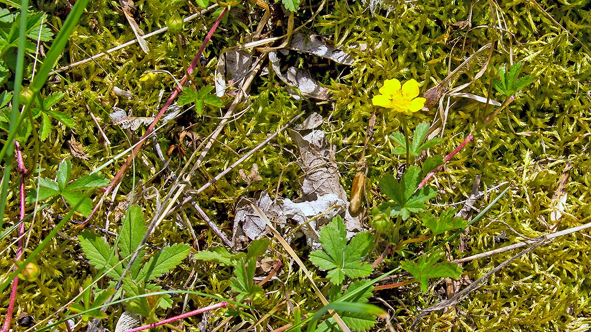 Creeping Cinquefoil [Potentilla reptans]