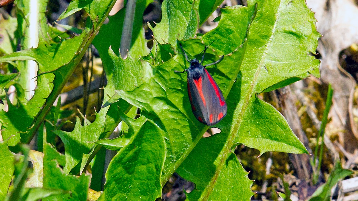 Cinnabar [Tyria jacobaeae]