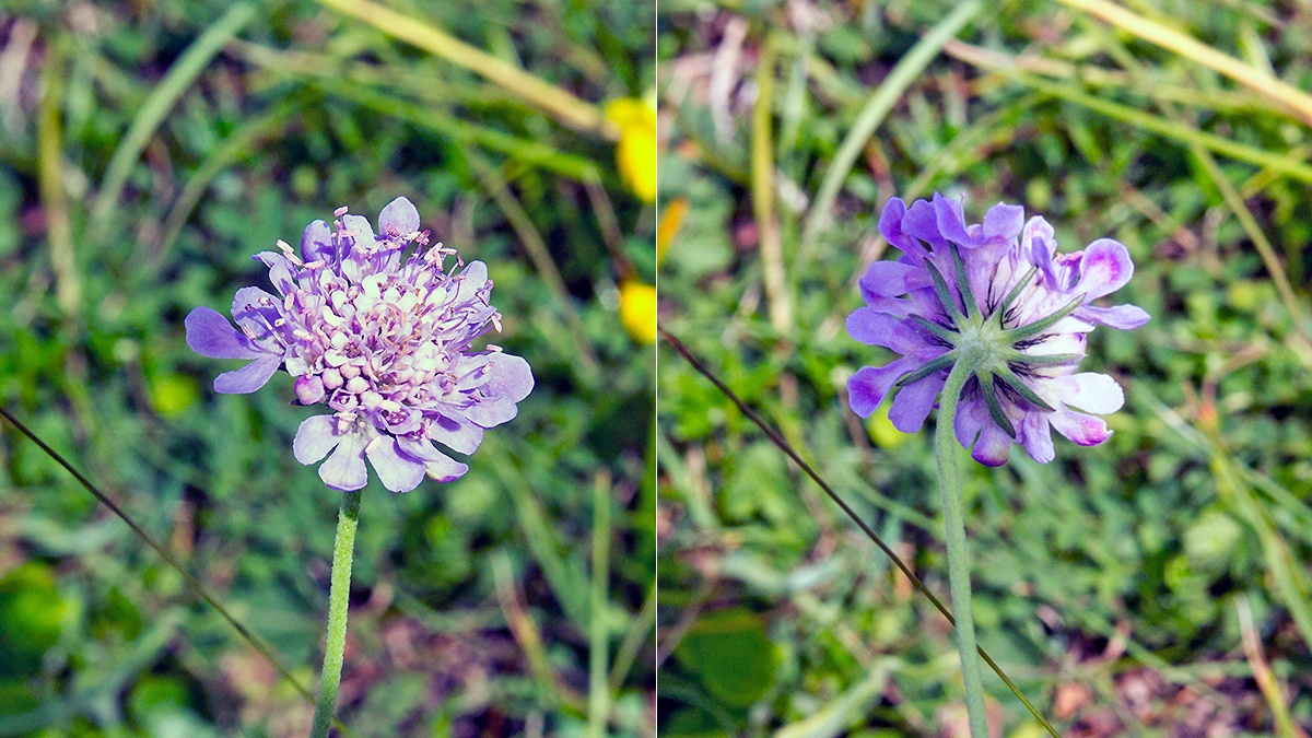 Small Scabious [Scabiosa columbaria]