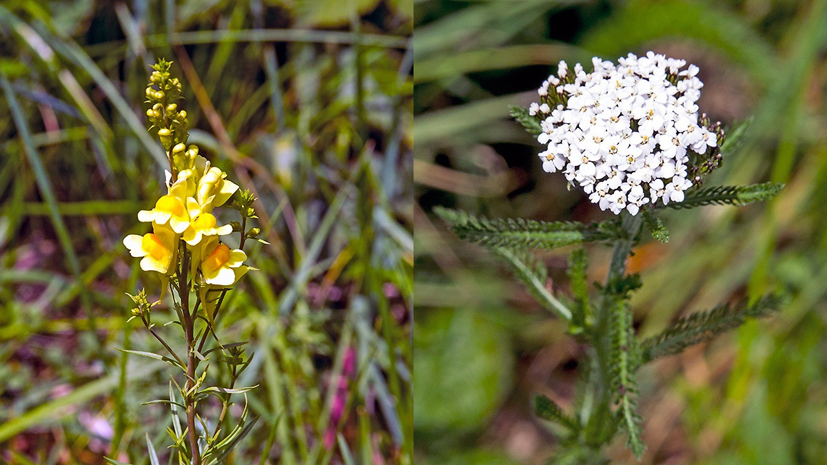 Common Toadflax [Linaria vulgaris] and Common Yarrow [Achillea millefolium]