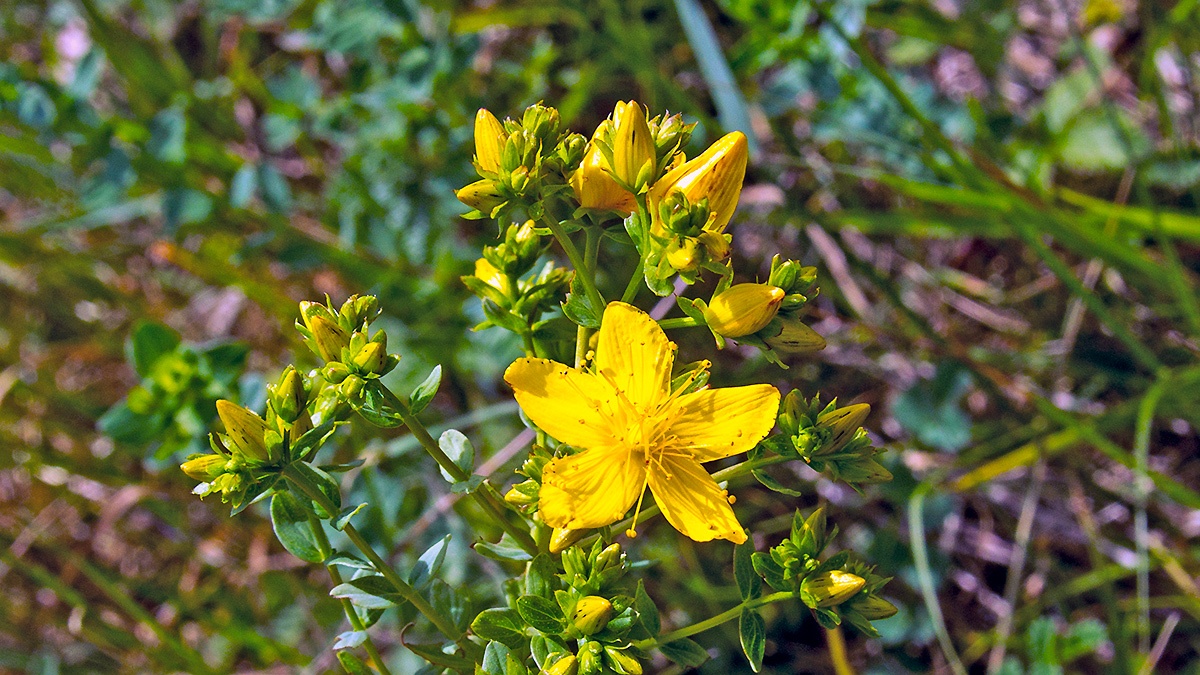Perforate St John's-wort [Hypericum perforatum]
