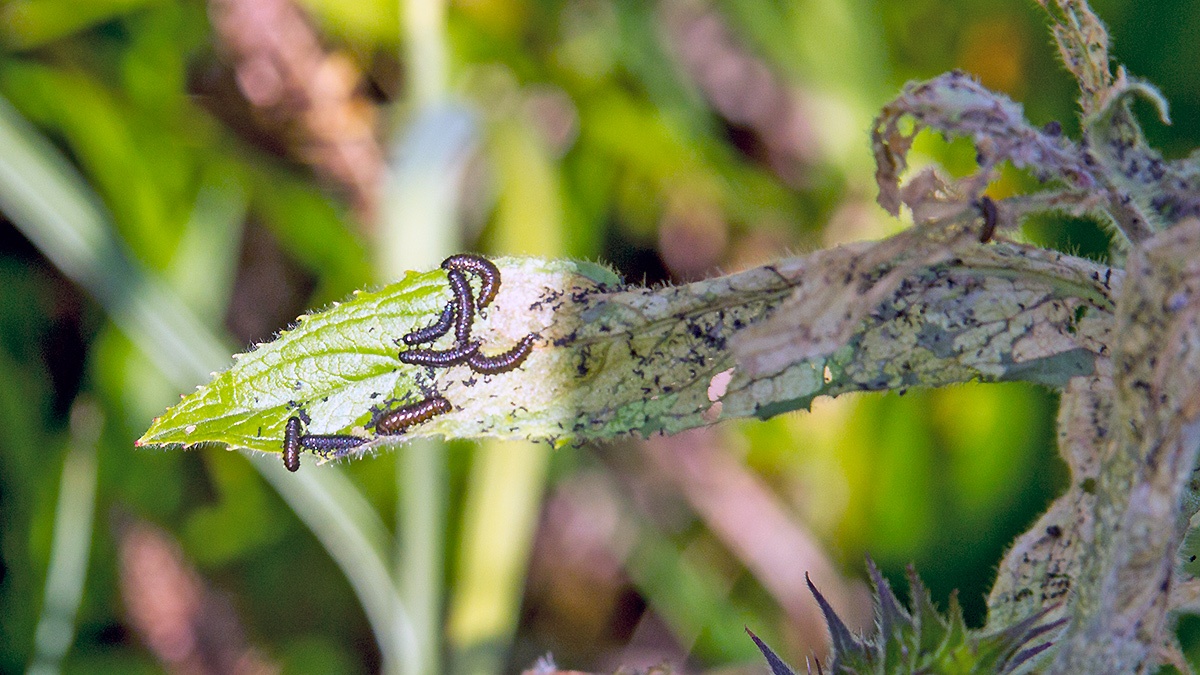 Fuchsia Flea Beetle [Altica lythri]